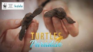 Turtles in Paradise ️ | WWF-Australia