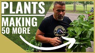 Making PLANTS at Home | The Best Way How to Save Money