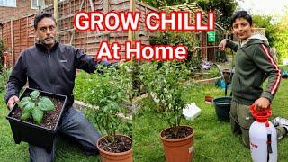 Are You Planting Chilli Plant | How To Grow Chilli At Home