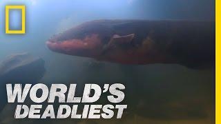 Six-Foot Electric Eel | World's Deadliest