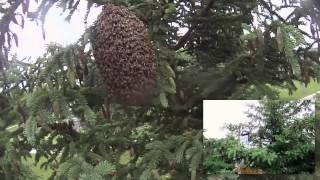 Catching a wild swarm of bees