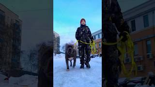 Не будь чушпаном лайкни да  от души благодарю  #домбультазавров  #dog #чушпан #лайк