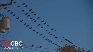 Why crows fly to Burnaby every evening