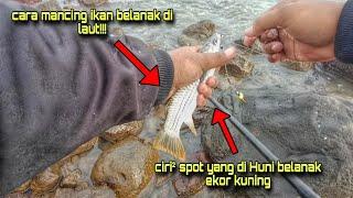 CARA MANCING BELANAK DI LAUT!!! Ciri² Spot Yang Di Huni Ikan Belanak Ekor Kuning