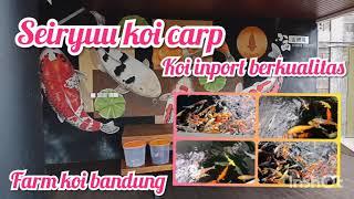 Seiryuu koi carp #farmkoibandung #koiimport #ikankoiberkualitas #kujaku #showa #sankei #kohaku