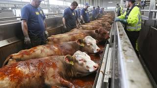 25.3 Million Beef Cattle In Australia Are Slaughtered For Meat This Way - Farming Documentary