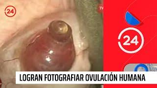 De manera inédita logran fotografiar ovulación humana | 24 Horas TVN Chile