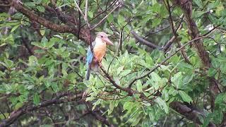 Stork-billed Kingfisher with its amazing call.