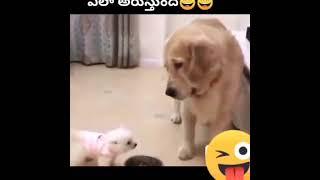 Puppy vs His Father Dog #funny #puppy #viral #love #fight #shorts #whatsappstatus