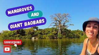 KAYAKING In The MANGROVES And Visiting GIANT, SACRED BAOBAB In ABENE, CASAMANCE (SENEGAL)
