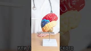 Мозг Не Устает!#мозг #усталость #активность #сон #здоровье #эмоции #психология #исследование #наука