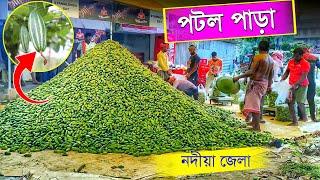 নদীয়ার বিখ্যাত পটল পাড়া | Pointed Gourd Cultivation | আধুনিক পদ্ধতিতে পটল চাষ | Potol Chas