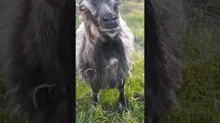 Гулять так гулять