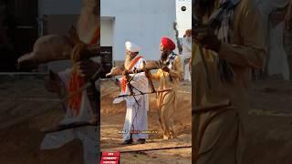 Halt race live | ox race live pind goslan #youtubeshorts #ytshorts #viralvideo