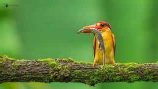 Oriental dwarf kingfisher-ODKF