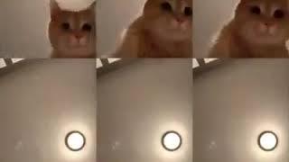  Tag a cat lover! .mp4