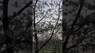 Springtime ceremonial cacao ritual at the cabin 