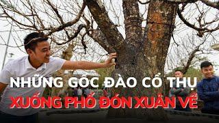 Những gốc đào cổ thụ xuống phố đón Xuân về | Báo Thanh Hóa