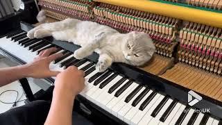 Cat lying calmly on the piano to participate in owners performance || Viral Video UK