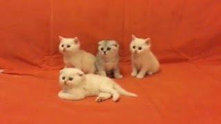 I'm in love with the kittens