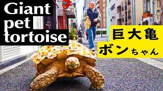 Bon-chan Man taking his giant pet tortoise for a walk in Tsukishima, Tokyo, Japan.