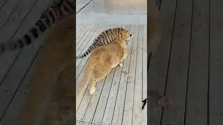 Lions grab food from tiger cubs, this is bullying