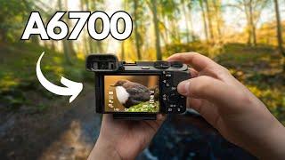 POV Nature Photography - Birds & Springy Forest
