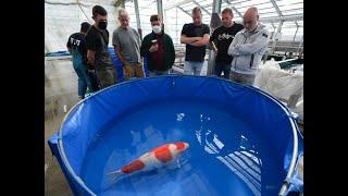 Inside the booming popularity of Hiroshima’s koi