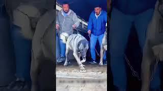 Массовое горное нападение в Дагестане🫢