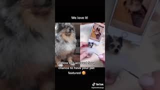 #duet with @littlefeltedfriends Thanks for my Gidget!! #foryou #pomeranian #short #funny #tiktok