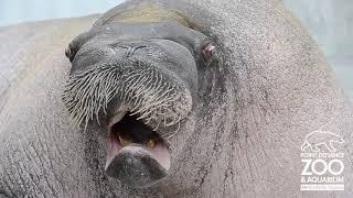 ARCTIC CHONK - "SEAL OF FATE" (Compilation of seals and penguins)