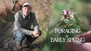 Edible Plants to Forage in March - Woodland Foraging UK