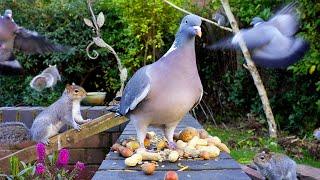 [NO ADS] Cat TV for Cats to Watch  Birds & Squirrels eat on a wall ️️ Bird Videos & 