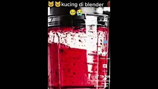 kucing di blender 