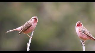 Birding in Qinghai China 2024 Part 1