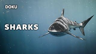 Sharks (Great White Shark Documentary | Shark Documentary | German)