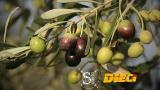DIECI | Telehandlers for olive growing