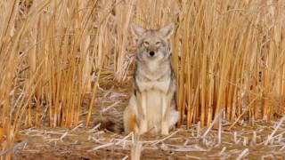 Coyote Country: myth vs fact