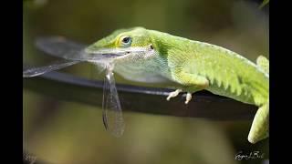 Garden Lizard (Anole) vs. Dragonfly