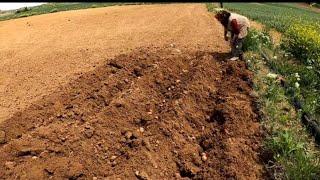 BUGÜN   PATATES EKTİK  YAĞMURDA GELDİ ÜZERİNE  KÖYDE YAŞAM