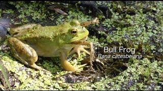 Bullfrogs hunting Dragonflies, Bullfrog Eating a Frog, Katydid Nymph, & Many Others