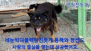 영월진돗개 네눈박이블랙탄진돗개 동해와 정선이도 교배를 맺는데 성공했어요.