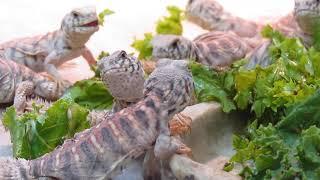 Elevages Lisard (2020) Uromastyx ornata babies eating greens