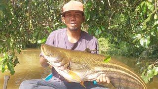 BANG ANTON SI PENAKLUK IKAN TAPAH DARI KALIMANTAN #fishingcamp #predator