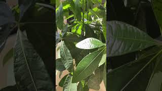 #relaxingplants #morningmotivation