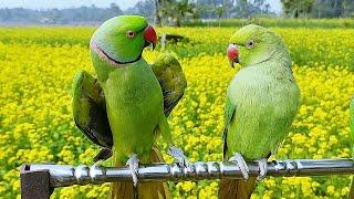 Parrot Talking Mithu