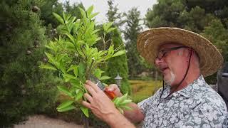 Tips on rejuvenating standard Kumquat trees in pots