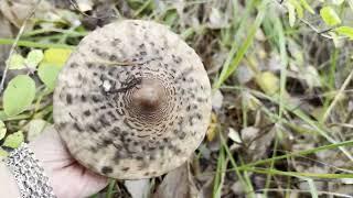 Early October Mushroom Finland