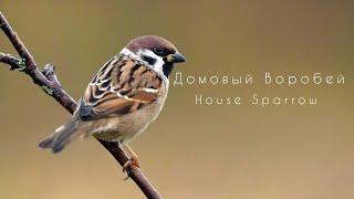 Домовый Воробей (Птицы Англии) / House Sparrow (Birds of England)