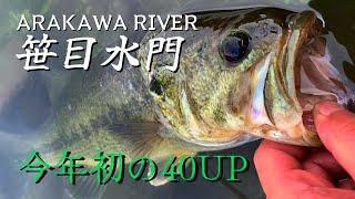 【荒川バス釣り】穴場の笹目水門で40アップ釣れたお知らせ